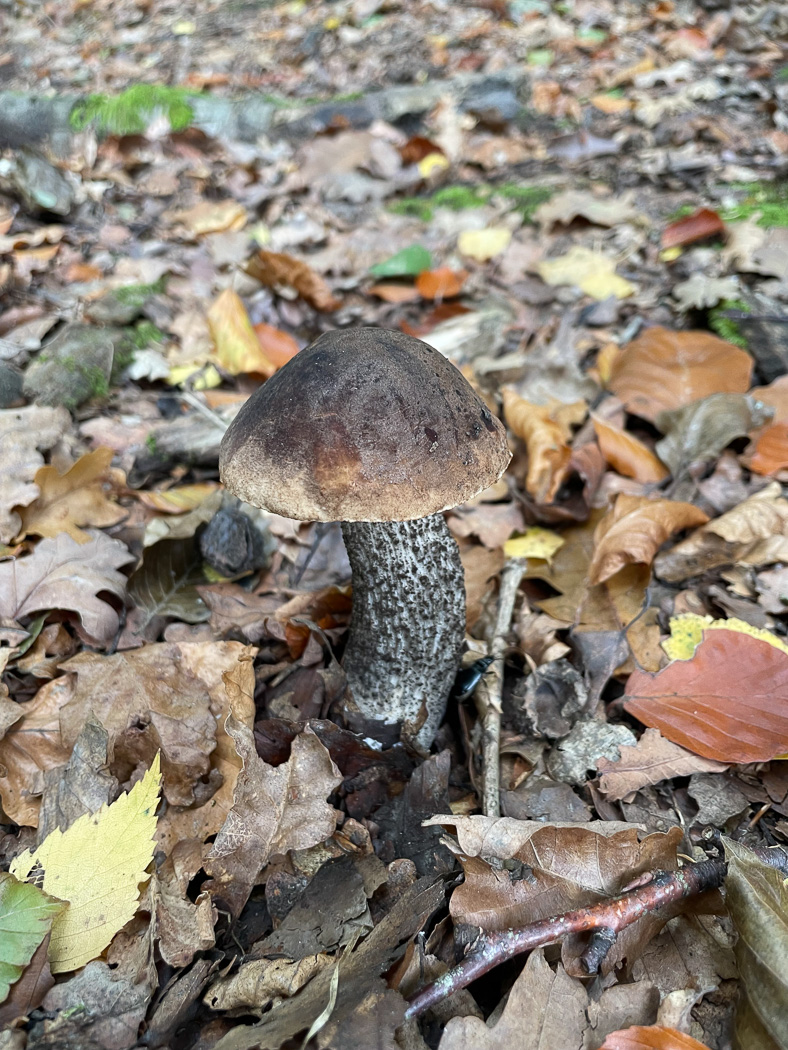 Photo © Tonie Standing Leccinum scabrum by Toni Standing